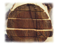photo of log end