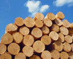 photo of logs