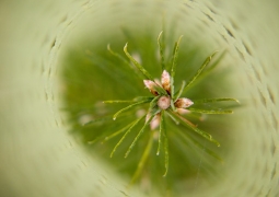 Seedling