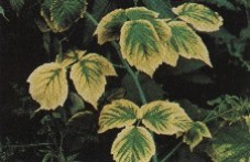 Herbicide Mode of Action and Injury Symptoms