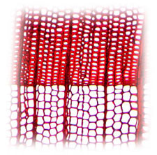 photo of wood cells